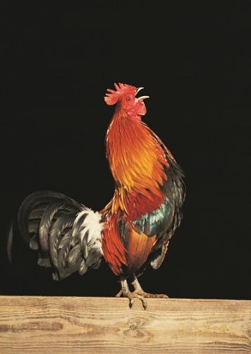 1660319170093 Resizedimage358505chickenrooster