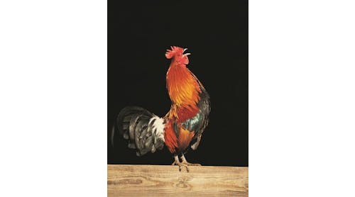 ResizedImage358505-Chicken-Rooster