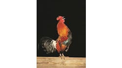 ResizedImage358505-Chicken-Rooster