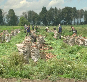 1660319313226 Colombiadoleplant