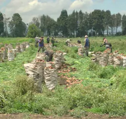 1660319313226 Colombiadoleplant 1660319313226 Colombiadoleplant