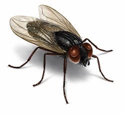 1660319537353 Housefly 1660319537353 Housefly