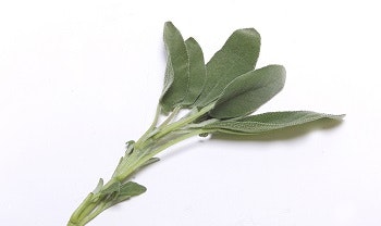 1660319888917 Sage
