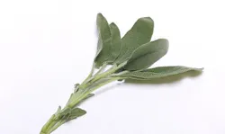 1660319888917 Sage