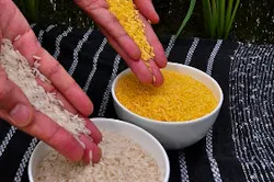 Golden-Rice Golden-Rice