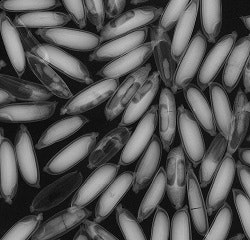 1660319971408 Pupaeadults