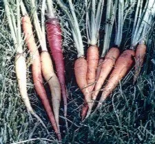 carrots2Web carrots2Web