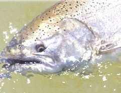 SilverKingSalmon SilverKingSalmon