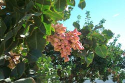 resizedimage1079720-zzzz756 resizedimage1079720-zzzz756