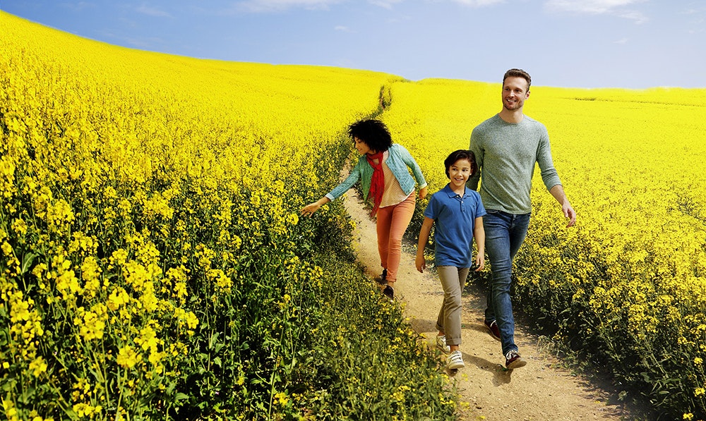 1660601274640 Dsmsunflowers