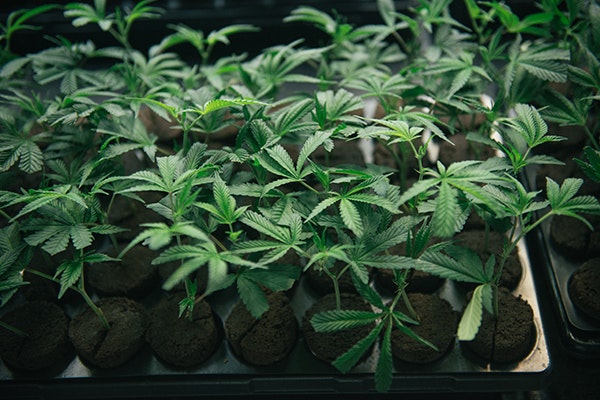 1660601338128 Cannabisplanted