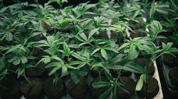 cannabis-planted