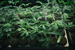 1660601338128 Cannabisplanted 1660601338128 Cannabisplanted