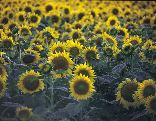 1660601440233 Sunflowersatdusk