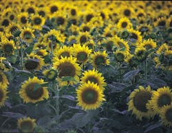 1660601440233 Sunflowersatdusk 1660601440233 Sunflowersatdusk