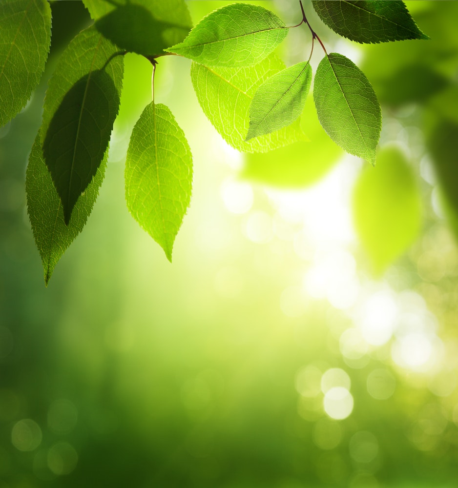 1660601448760 Greenleavesinsunnyforest