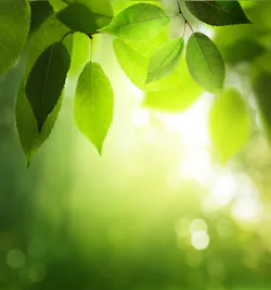 1660601448760 Greenleavesinsunnyforest 1660601448760 Greenleavesinsunnyforest
