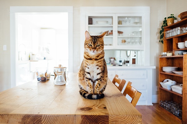 Cat-on-Table