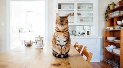 Cat-on-Table