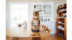 Cat-on-Table