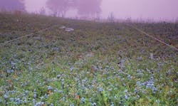 1660601668754 Wildblueberriesnativeinfield 1660601668754 Wildblueberriesnativeinfield