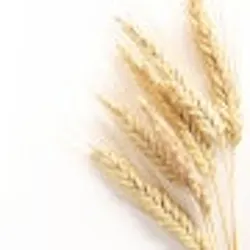 1660602068844 Grain 1 Sm 1660602068844 Grain 1 Sm