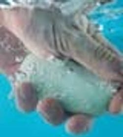 1660602182323 Hp Plant 1660602182323 Hp Plant