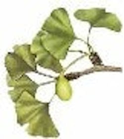 1660602261883 Gingko Biloba 1660602261883 Gingko Biloba
