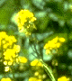 1660602404761 Yellow Mustard Flower