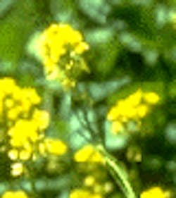 1660602404761 Yellow Mustard Flower 1660602404761 Yellow Mustard Flower