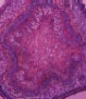 1660602457000 Antioxidantthumbnail 1