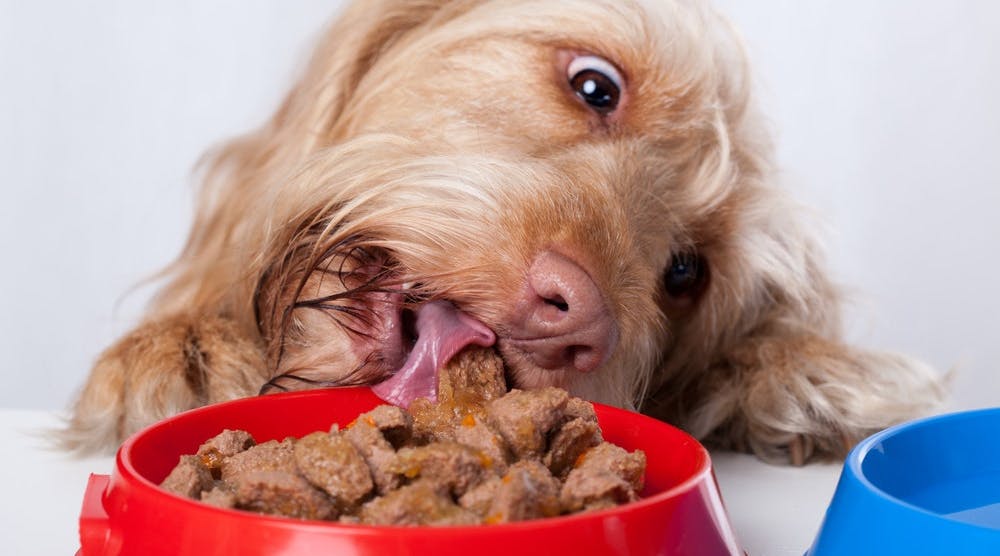 Funny-dog-eating-food-from-red-bowl