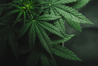 1661880941916 Cannabisleaves