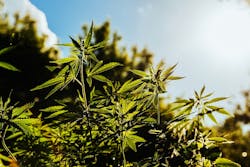 1661880994310 Hempplant 1661880994310 Hempplant