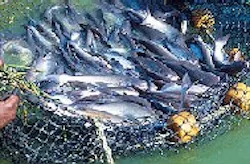 1661891066155 Catfishcatch 1661891066155 Catfishcatch