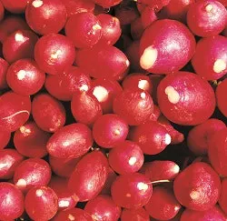 1663366950243 Radishes 1663366950243 Radishes