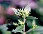 1663369664675 Stevia Web