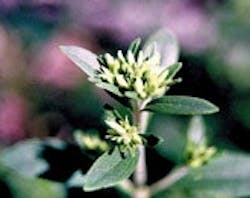 1663369664675 Stevia Web 1663369664675 Stevia Web