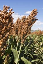 1663369728121 Briess Sorghum