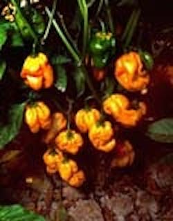 1663369763590 Habanero Nmsu 1663369763590 Habanero Nmsu