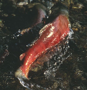 1663369830626 Salmon