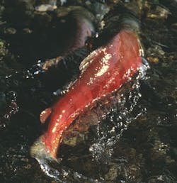 1663369830626 Salmon 1663369830626 Salmon