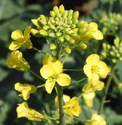 1663369866024 Canola Plant Okstatedotedu