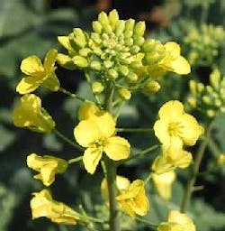 1663369866024 Canola Plant Okstatedotedu 1663369866024 Canola Plant Okstatedotedu