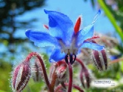 1663369888435 Wf0604 Ingredients Borageflower