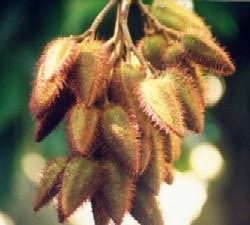 1663369950581 Annatto 1663369950581 Annatto