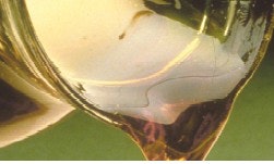 1663369978050 Cargill Xtendsucromalt