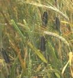 1663370032765 Wfi0508 Products Cargill 1663370032765 Wfi0508 Products Cargill