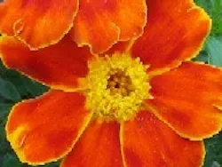 1663370034932 Wfi0508 Marigold Lutein 1663370034932 Wfi0508 Marigold Lutein
