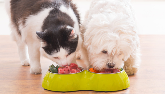 is dog food healthier than human food